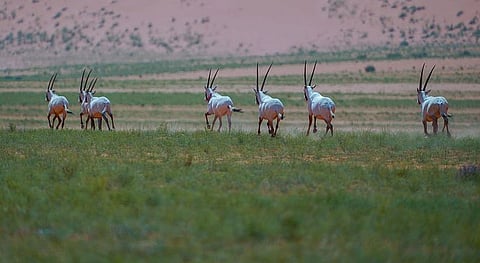 بدء المرحلة الثالثة من مبادرة تصحيح أوضاع الكائنات الفطرية بالمملكة