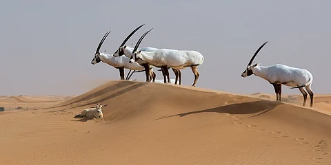 المها العربي