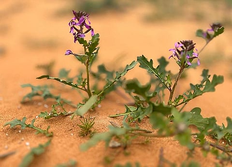 أعشاب الربيع