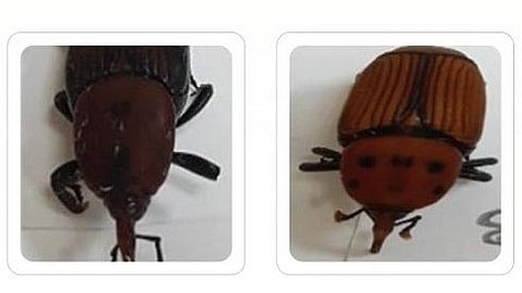 سوسة النخيل الحمراء