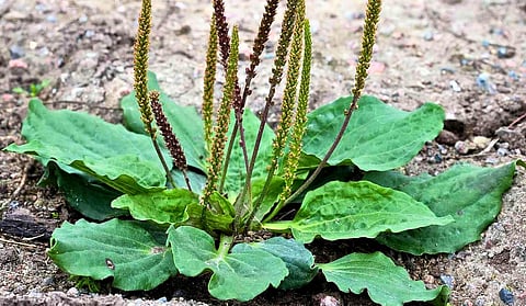 نبات لسان الجمل