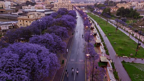 أشجار الجاكرندا