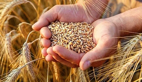 بناء أكبر طاقة تخزينية متطورة للحبوب