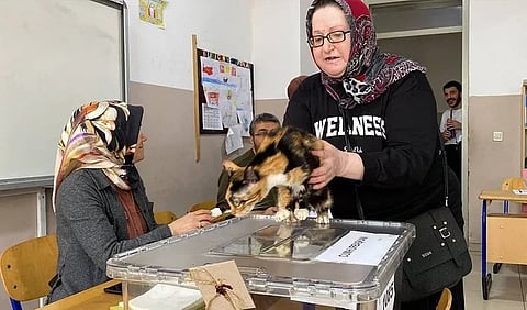 القطة الناخبة