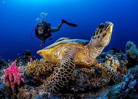 إعلان نتائج دراسة جديدة شاملة للحياة البرية والنظم البيئية على ساحل البحر الأحمر