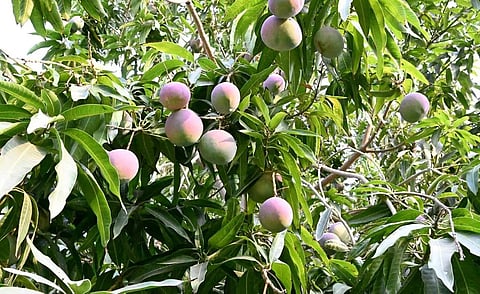 إنجازات جازان في القطاع الزراعي