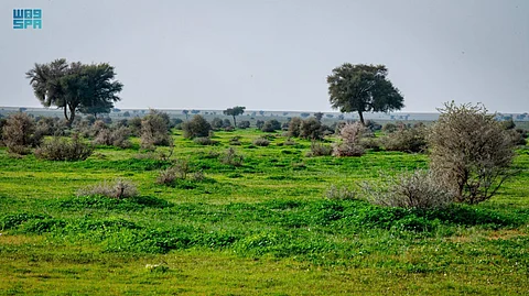 محمية الإمام تركي بن عبدالله