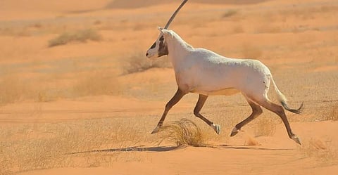 اشتراطات الفترة التصحيحية لبيع الكائنات الفطرية