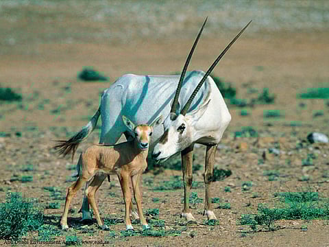 هل تصوير الحياة الفطرية عليه عقوبة؟ المركز يُجيب