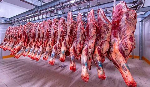 استيراد لحوم الأبقار من أوغندا