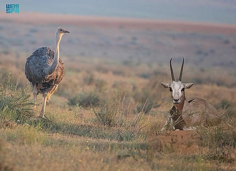 محمية الإمام تركي بن عبدالله الملكية