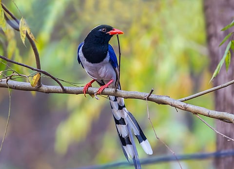 العقعق العسيري