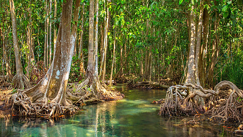 غابات المانجروف