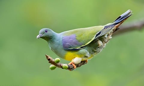 الحمامة الخضراء