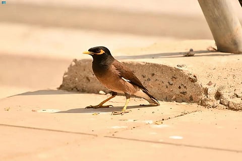 ما هي أضرار الأنواع الفطرية - غير الأصيلة الغازية؟ الحياة الفطرية تُجيب