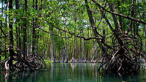 أشجار المانغروف