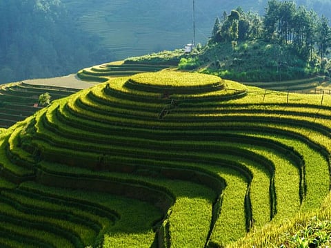 بمتابعة مباشرة من القيادة.. «الزراعة»: مواصلة تأهيل المدرجات الزراعية في 3 مناطق بالمملكة