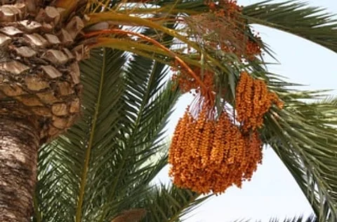 «الحصيني»: السبت.. أول أيام موسم «طباخ التمر»