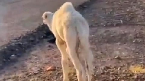 مواطنون ينقذون حاشي