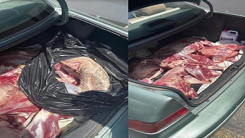 إحباط تهريب لحوم الأضاحي