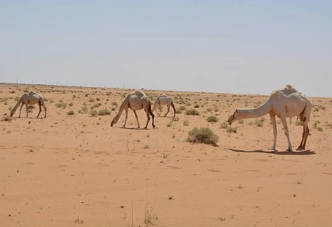 النفود الكبير