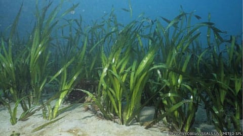 حشائش إنهالوس أكورويدس