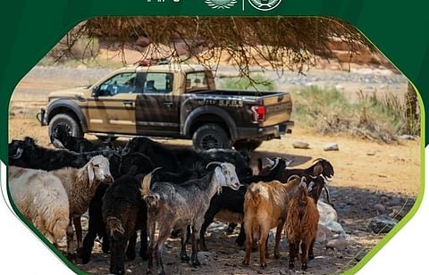 مخالفات رعي