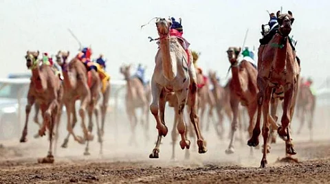 مهرجان ولي العهد للهجن