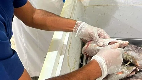 الأسماك الفاسدة