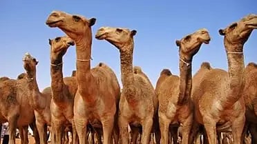 نقل ملكية الإبل غير المرقمة