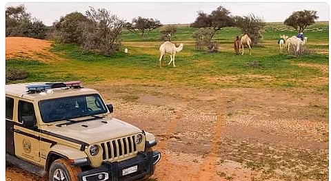 قوات الأمن البيئي والإبل السائبة – أرشيفية