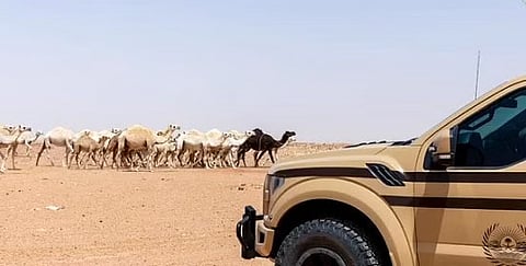 «الأمن البيئي»: ضبط 13 مخالفًا لنظام البيئة لدخولهم المحميات دون تصريح