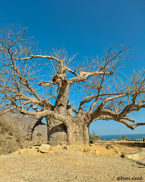 شجرة الباوباب