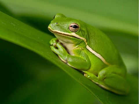 ضفدع الأشجار الأخضر