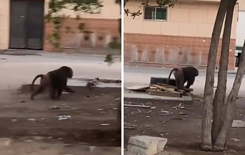 قرد يطارد قطة بحي السلي بالرياض