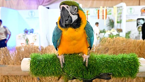 جناح الببغاوات وطيور الزينة