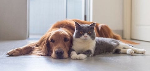 «الوطنية للخدمات الزراعية» تطلق خدمة إذن تنقل الحيوانات الأليفة دوليًّا