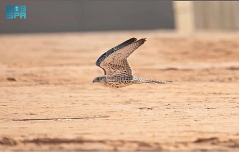 مهرجان الملك عبدالعزيز للصقور