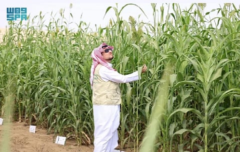 المحاصيل البعلية