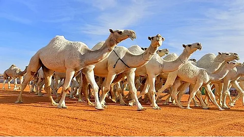 مهرجان شرورة الشتوي
