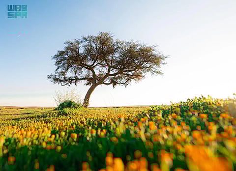 مع إطلالة الربيع.. الطبيعة تنثر عبقها الساحر وخضرتها في محمية الإمام تركي بن عبدالله