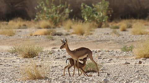 «الحياة الفطرية» يعلن تسجيل أول ولادات ظباء الإدمي هذا الموسم بمحمية الوعول