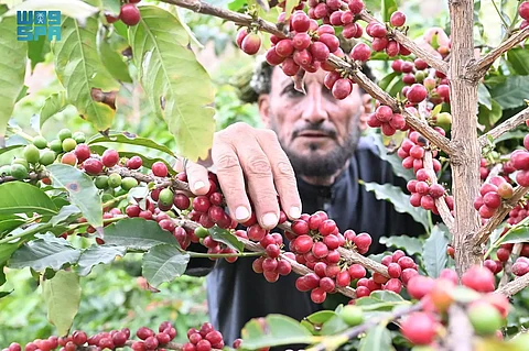 محافظة الداير.. مهد البن السعودي وعاصمته وحاضنة مهرجان حصاده السنوي