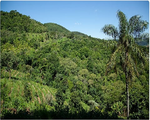 مبادرة السعودية الخضراء