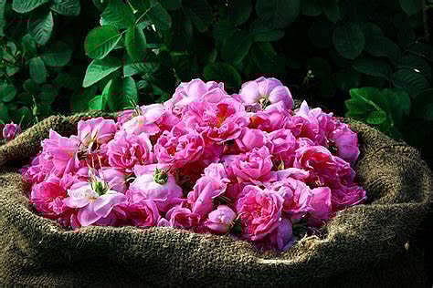 الورد الطائفي