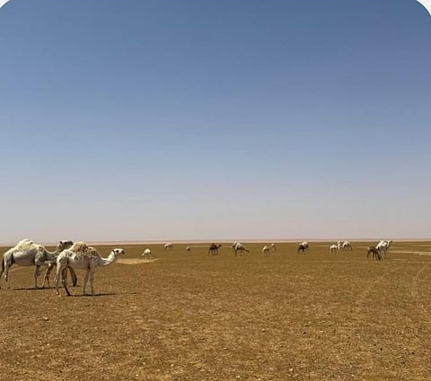 ضبط مخالف لنظام البيئة لارتكابه مخالفة رعي بـ«محمية الملك سلمان»