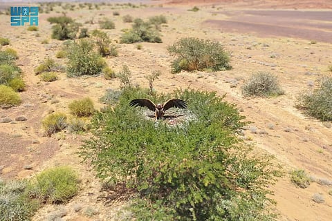 هيئة تطوير محمية الملك سلمان أول موقع رئيسي للتنوع البيولوجي في المملكة