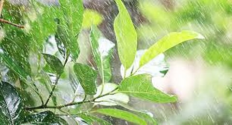 مكة المكرمة تسجّل أعلى كمية هطول أمطار بـ19.6 ملم في الطائف