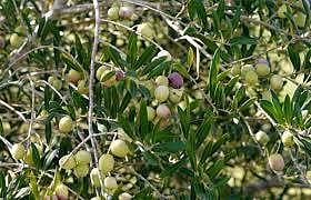 أشجار الزيتون