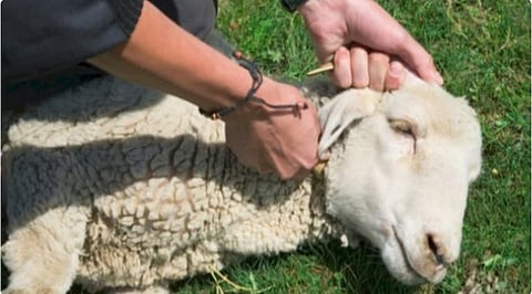 ذبح الأضاحي